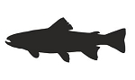 Trout Silhouette Decal Sticker